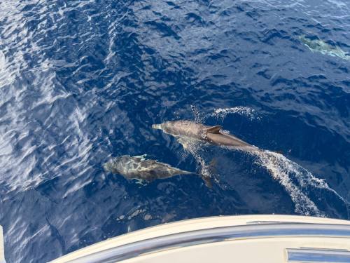 Dolphins Spotted off the Isle of Wight